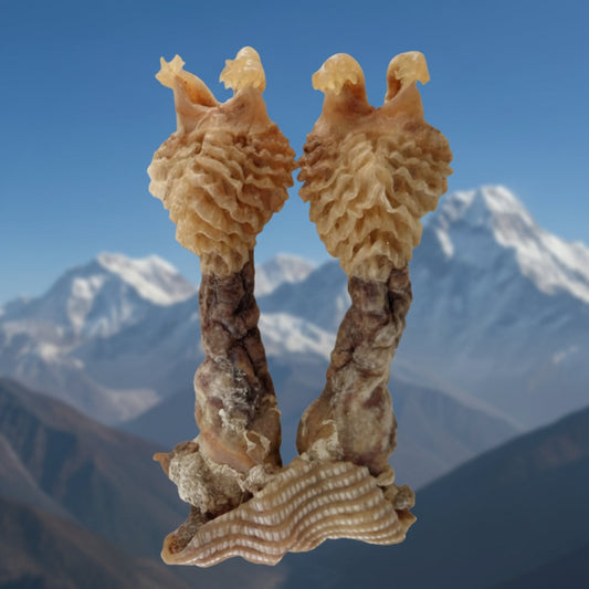 Original Hatha Jodi (Rare) – Used in Tantra & Vedic Rituals